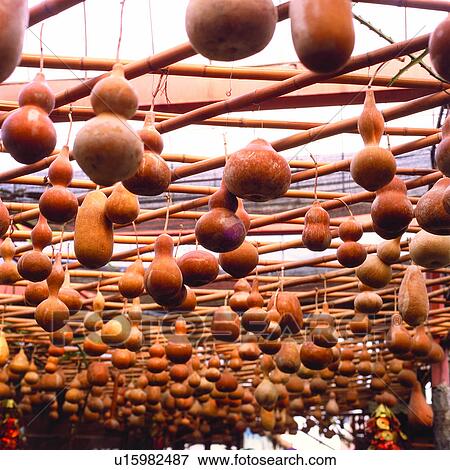 Stock Photo - Cultivating, Planting, Vegetable, Plant, Bottle gourds, Agriculture, Vegetables. Fotosearch