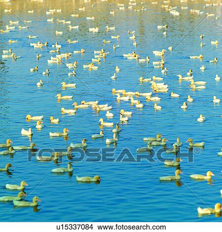 Picture - Domestic fowl, Agriculture, Pool, Animals, Animal, Swimming, Pond. Fotosearch