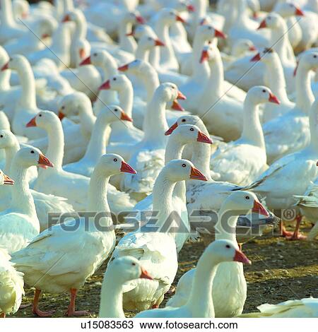 Domestic fowl, Goose, Geese, Animal, Farming, Fowl, Agriculture View Large Photo Image Stock Image - Domestic fowl, Goose, Geese, Animal, Farming, Fowl, Agriculture. Fotosearch