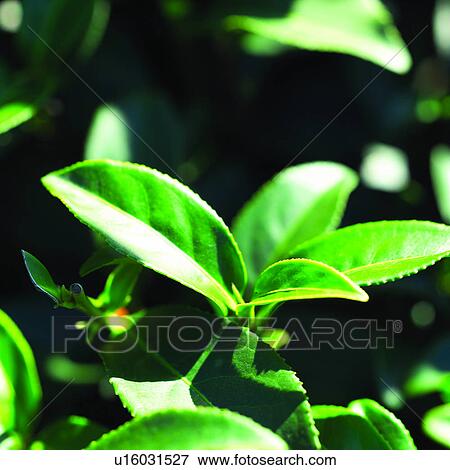 Stock Photo - Field, Cultivating, Agriculture, Tea garden, Plant, Planting, Tea. Fotosearch