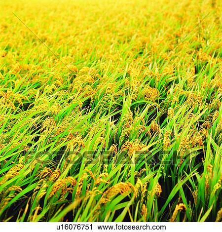 Field, Cultivating, Plant, Paddy, Rice, Planting, Agriculture View Large Photo Image Stock Image - Field, Cultivating, Plant, Paddy, Rice, Planting, Agriculture. Fotosearch