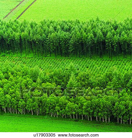 Stock Photography - Field, Tree, Trees, Planting, Cultivating, Grassland, Windbreaker. Fotosearch