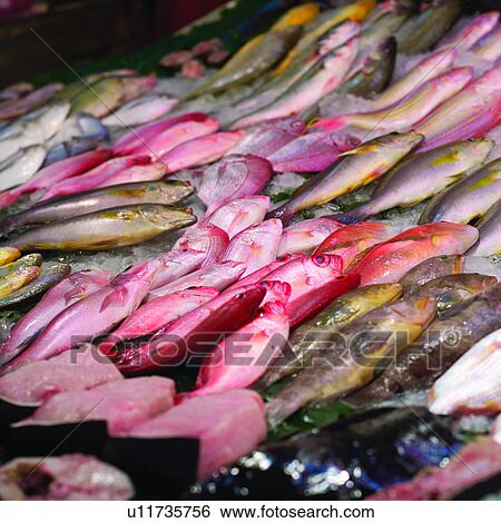 Stock Photograph - Fish markets, Animal, Fish market, Fishing ports, Fishing port, Fish, Animals. Fotosearch