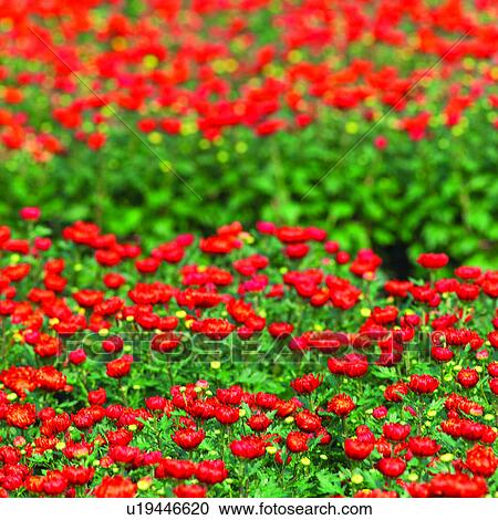 Flower, Flower garden, Cultivating, Flower gardens, Flowers, Agriculture, Planting View Large Photo Image Stock Image - Flower, Flower garden, Cultivating, Flower gardens, Flowers, Agriculture, Planting. Fotosearch