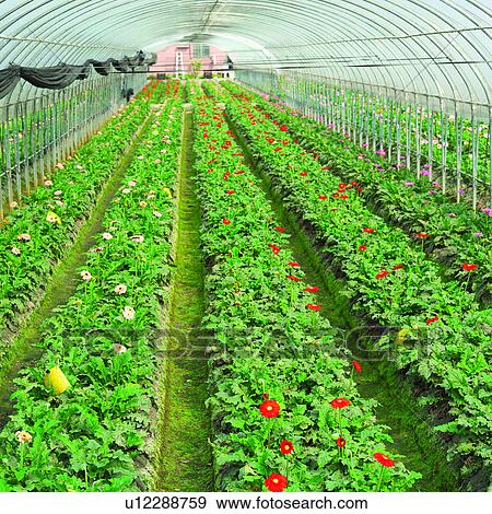 Stock Photo - Flower garden, Agriculture, Flower, Cultivating, Flower gardens, Green house, Flowers. Fotosearch