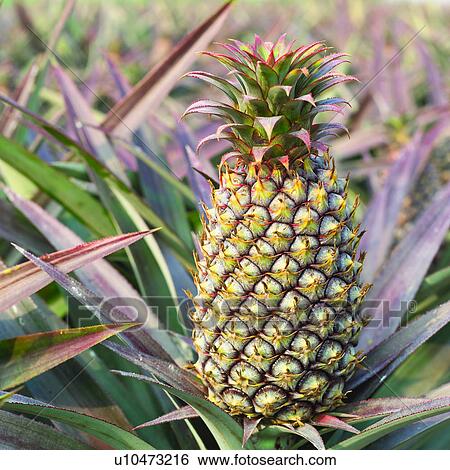 Stock Photograph - Fruit, Fruit garden, Plant, Fruits, Field, Harvesting, Pineapple. Fotosearch