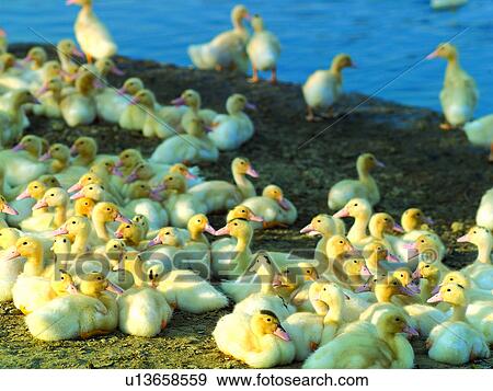Goslings, Animals, Pond, Pools, Farming, Geese, Agriculture View Large Photo Image Stock Photo - Goslings, Animals, Pond, Pools, Farming, Geese, Agriculture. Fotosearch