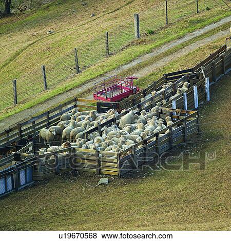 Herder, Depasturing, Animal, Grassland, Breedinf, Ranch, Animals View Large Photo Image Stock Photo - Herder, Depasturing, Animal, Grassland, Breedinf, Ranch, Animals. Fotosearch