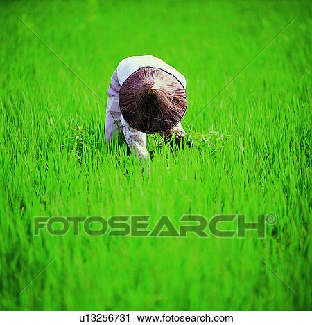 Stock Image - Human, Cultivating, Field, Agriculture, People, Humans, Planting. Fotosearch