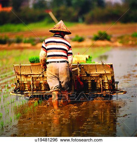 Stock Photograph - Human, Rice field, Farmers, Plant, People, Rice, Humans. Fotosearch