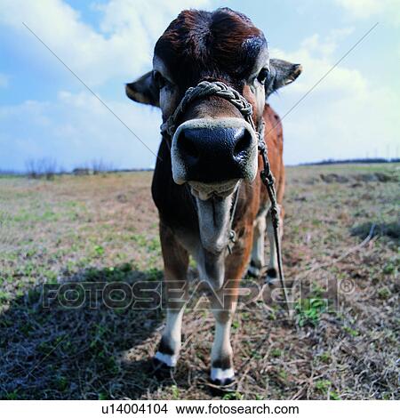 Husbandry, Ranch, Agriculture, Livestock, Depasturing, Grassland, Blue sky View Large Photo Image Picture - Husbandry, Ranch, Agriculture, Livestock, Depasturing, Grassland, Blue sky. Fotosearch