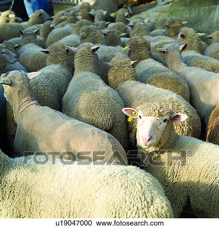 Husbandry, Ranch, Sheep, Animal, Depasturing, Agriculture View Large Photo Image Stock Image - Husbandry, Ranch, Sheep, Animal, Depasturing, Agriculture. Fotosearch