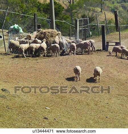 Livestock, Meadow, Agriculture, Ranch, Ranches, Cheep View Large Photo Image Stock Image - Livestock, Meadow, Agriculture, Ranch, Ranches, Cheep. Fotosearch