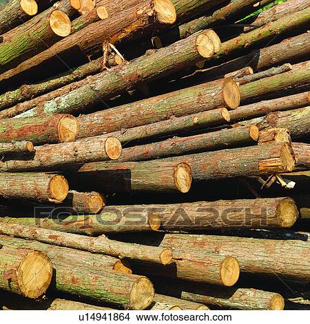 Picture - Logging, Tree, Wood, Trees, Plant, Lumber, Forestry. Fotosearch