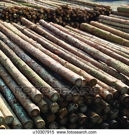 Lumbering, Forestry, Tree, Logging, Trees, Wood, Plant View Large Photo Image Stock Photography - Lumbering, Forestry, Tree, Logging, Trees, Wood, Plant. Fotosearch