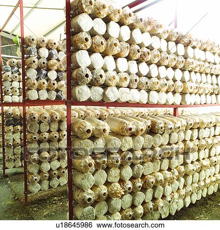 Stock Photograph - Mushroom, Planting, Plant, Agriculture, Cultivating. Fotosearch