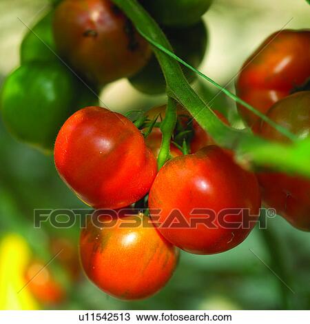 Plant, Agriculture, Tomato, Cultivating, Tomatos, Planting, Harvesting View Large Photo Image Stock Image - Plant, Agriculture, Tomato, Cultivating, Tomatos, Planting, Harvesting. Fotosearch