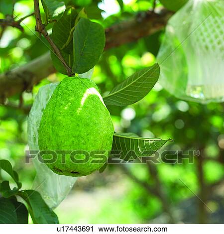 plant guava fruit harvesting guavas fruits planting stock image u17443691 fotosearch https www fotosearch com unq185 u17443691