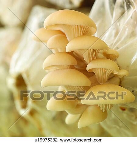 Stock Image - Plant, Mushroom, Agriculture, Planting, Cultivating. Fotosearch