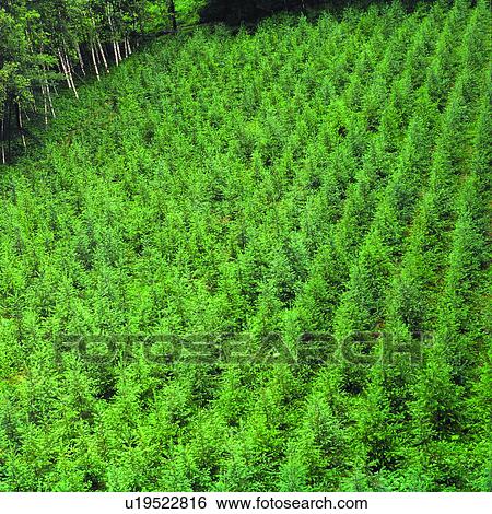Stock Photograph - Plant, Tree, Agriculture, Woods, Trees, Cultivating, Field. Fotosearch