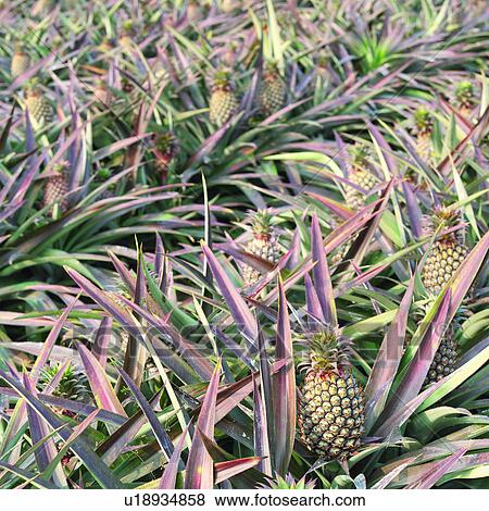 Planting, Fruit gardens, Fruit, Fruit garden, Plant, Field, Fruits View Large Photo Image Stock Photo - Planting, Fruit gardens, Fruit, Fruit garden, Plant, Field, Fruits. Fotosearch