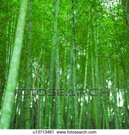 Planting, Plant, Cultivating, Agriculture, Bamboo View Large Photo Image Stock Image - Planting, Plant, Cultivating, Agriculture, Bamboo. Fotosearch