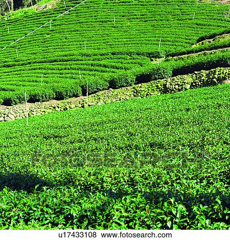 Stock Photo - Planting, Tea, Agriculture, Plant, Harvesting, Field, Tea gardens. Fotosearch