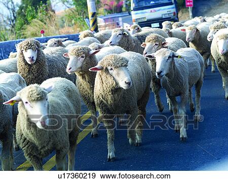 Roads, Streets, Street, Sheep, Livestock, Agriculture View Large Photo Image Stock Photo - Roads, Streets, Street, Sheep, Livestock, Agriculture. Fotosearch