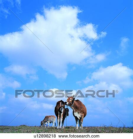 Stock Photo - Sky, Animals, Husbandry, Ranches, Livestock, Cow. Fotosearch