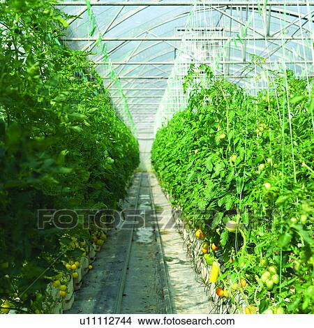 Picture - Tomatos, Fruit, Green houses, Harvesting, Planting, Field, Cultivating. Fotosearch