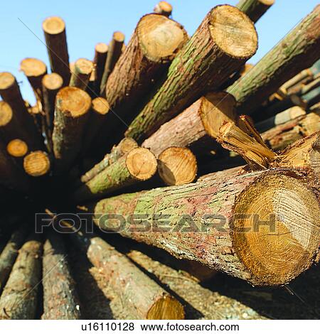 Trees, Forestry, Logging, Wood, Plant, Tree, Lumber View Large Photo Image Stock Photo - Trees, Forestry, Logging, Wood, Plant, Tree, Lumber. Fotosearch