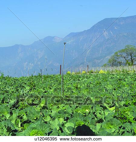 Trees, Vegetable, Vegetable garden, Planting, Field, Vegetable gardens, Harvesting View Large Photo Image Stock Photography - Trees, Vegetable, Vegetable garden, Planting, Field, Vegetable gardens, Harvesting. Fotosearch