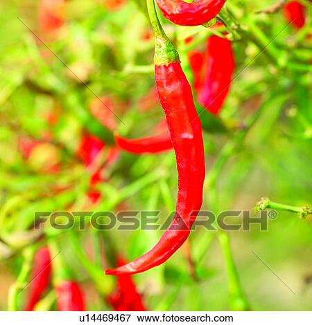 Stock Photo - Vegetable, Agriculture, Cultivating, Plant, Chili, Vegetables, Planting. Fotosearch