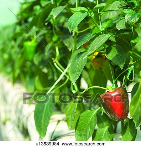 Picture - Vegetable, Agriculture, Vegetables, Planting, Sweet peppers, Harvesting, Sweet pepper. Fotosearch