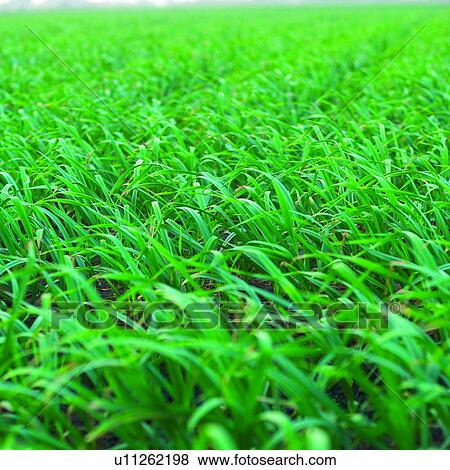 Stock Photo - Vegetable, Plant, Harvesting, Vegetable gardens, Vegetables, Cultivating, Leek. Fotosearch