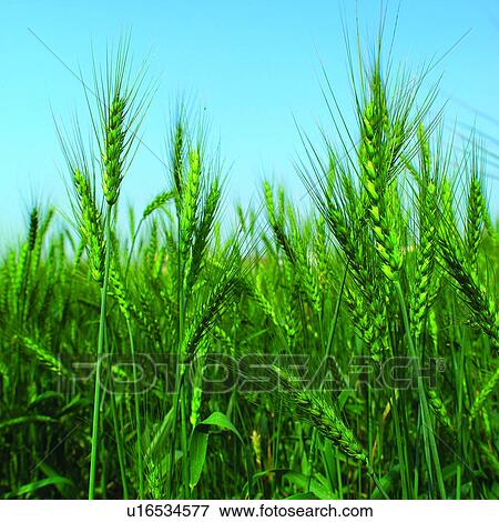 Wheat, Cultivating, Plant, Planting, Wheatear, Agriculture, Field View Large Photo Image Stock Photo - Wheat, Cultivating, Plant, Planting, Wheatear, Agriculture, Field. Fotosearch