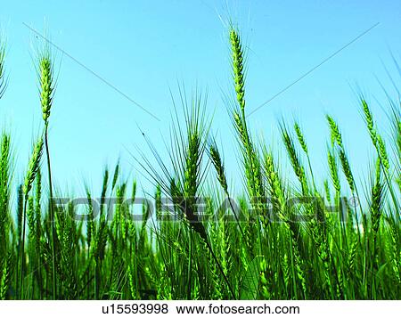 Stock Photo - Wheat field, Wheatear, Field, Planting, Agriculture, Wheat, Plant. Fotosearch