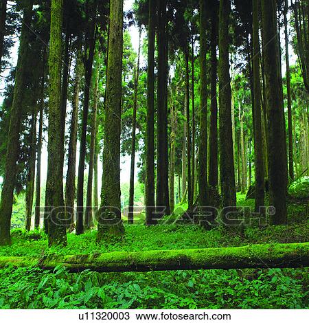 Woods, Moss, Agriculture, Grass, Plant, Tree, Trees View Large Photo Image Stock Image - Woods, Moss, Agriculture, Grass, Plant, Tree, Trees. Fotosearch