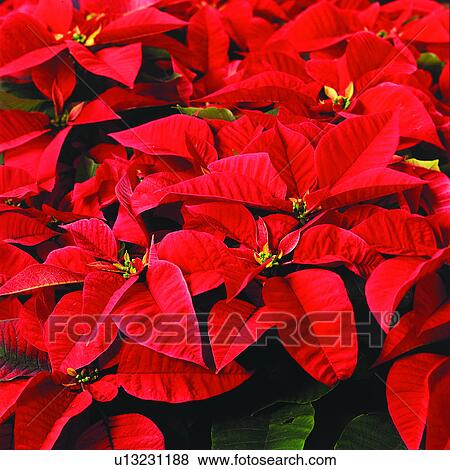 Plant, Christmas Day, Gifts, Gift, Festive, Festival, Culture View Large Photo Image Stock Photo - Plant, Christmas Day, Gifts, Gift, Festive, Festival, Culture. Fotosearch
