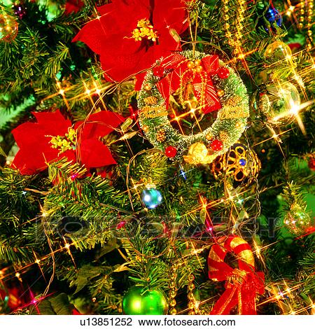 Stock Image - Tradition, Plant, Poinsettia, Amusement, Happy, Christmas Day, finalising. Fotosearch