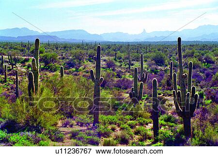 Stock Photo - Bridge, Light, US & Euro Landscape, Cities, Bridges, Houses, House. Fotosearch