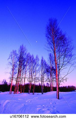 Stock Image - Forest, Snow, Natural landscape, Woods, Tree, Plant, Trees. Fotosearch
