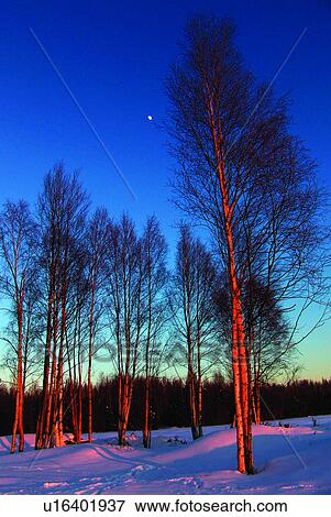 Stock Photo - Natural landscape, Tree, United States, Forest, Anchorage, America. Fotosearch