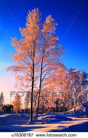 Stock Photo - Plant, Anchorage, US & Euro Landscape, Plants, Snow, Tree. Fotosearch