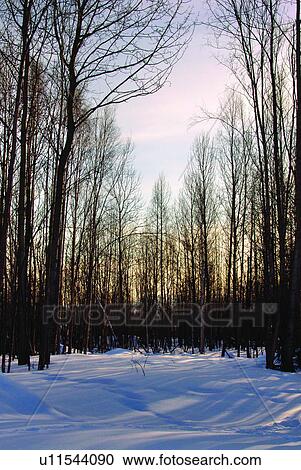 Stock Image - Tree, United States, Plant, Woods, Alaska, America. Fotosearch
