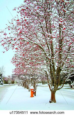 Stock Image - Trees, Plants, America, Hydrant, Plant, Snow. Fotosearch
