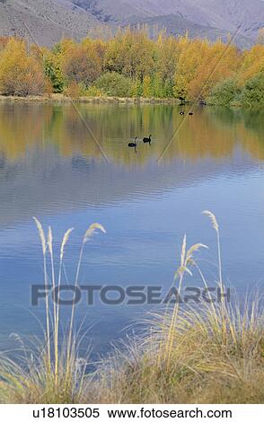 Bluestem, Water, Lake, Peaceful, Lifeful, Nature View Large Photo Image Stock Photography - Bluestem, Water, Lake, Peaceful, Lifeful, Nature. Fotosearch