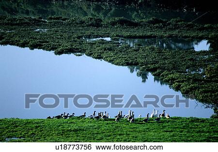 Stock Photograph - Landscape, Lake, Animals, Scenery, Scene, Peaceful. Fotosearch