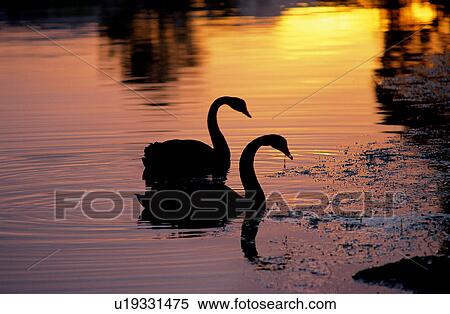 Landscape, Water, Waterscape, Lifeful, Animals, Scenery View Large Photo Image Stock Photography - Landscape, Water, Waterscape, Lifeful, Animals, Scenery. Fotosearch