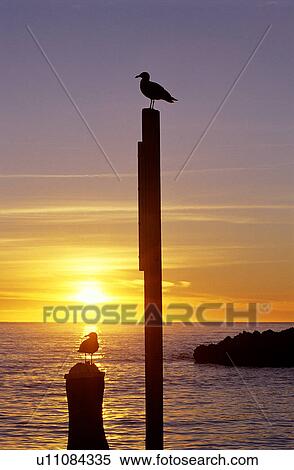 Stock Photography - Nature, Lifeful, Silhouette, Surf, Sea. Fotosearch